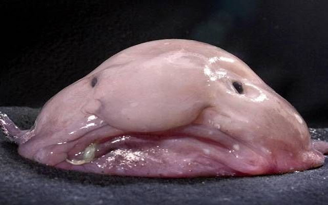 Blobfish invasion  from Chrome web store to be run with OffiDocs Chromium online