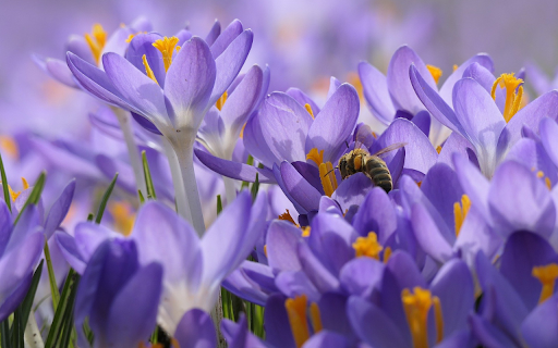 Bloom  Buddy  from Chrome web store to be run with OffiDocs Chromium online