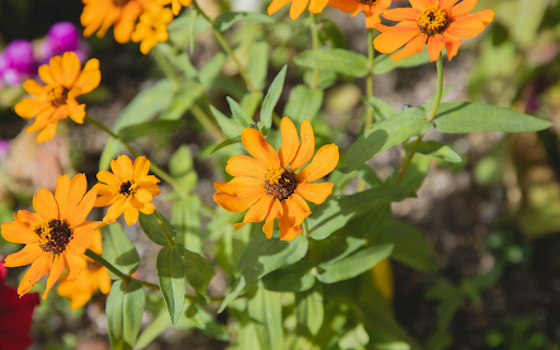 Blooming bush with zinnia flowers  from Chrome web store to be run with OffiDocs Chromium online