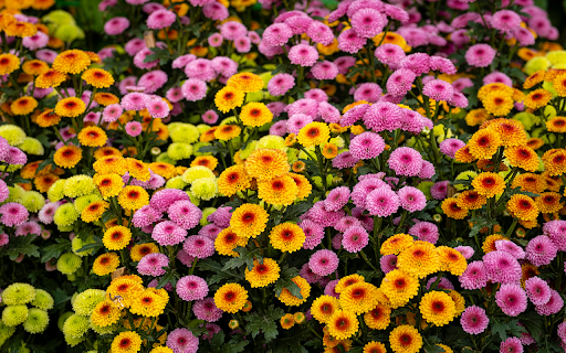 Blooming chrysanthemum flowers in garden  from Chrome web store to be run with OffiDocs Chromium online