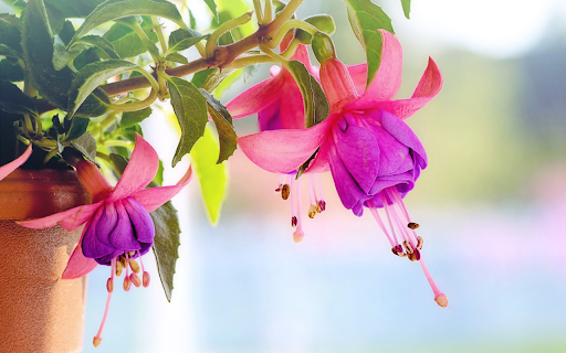 Blooming flower pots  from Chrome web store to be run with OffiDocs Chromium online