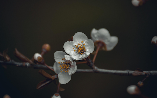 Blooming flowers on thin branch  from Chrome web store to be run with OffiDocs Chromium online