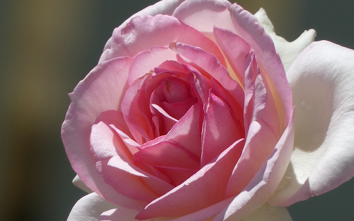blooming in the sun  from Chrome web store to be run with OffiDocs Chromium online