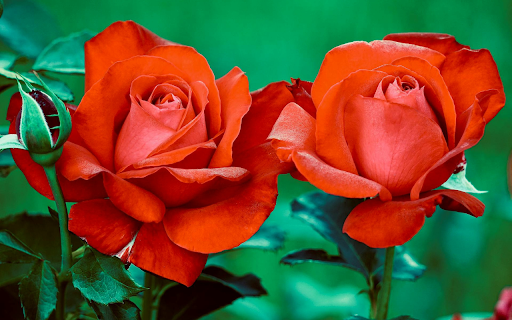 Blooming Roses  from Chrome web store to be run with OffiDocs Chromium online