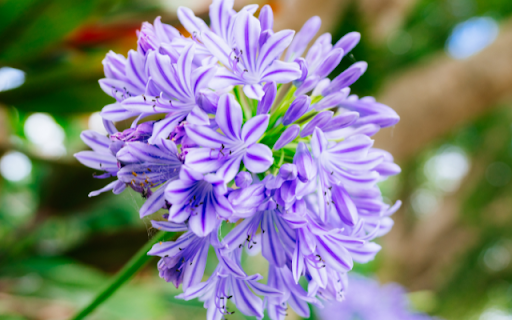 Blooming Small Purple Flower  from Chrome web store to be run with OffiDocs Chromium online