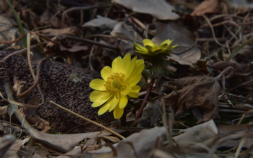 Blooming Yellow Flowers  from Chrome web store to be run with OffiDocs Chromium online