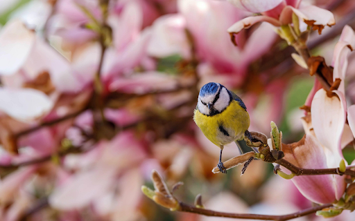 Blossom  Birdsong  from Chrome web store to be run with OffiDocs Chromium online
