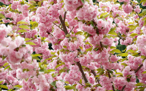 Blossoming Cherry Tree  from Chrome web store to be run with OffiDocs Chromium online
