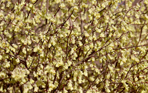 Blossoming Tree  from Chrome web store to be run with OffiDocs Chromium online