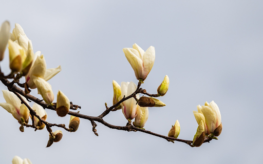 Blossoming tree branches  from Chrome web store to be run with OffiDocs Chromium online