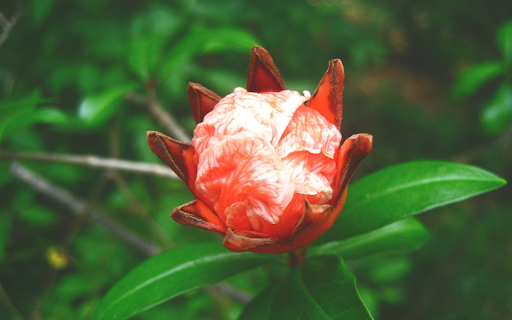 Blossom in Nature  from Chrome web store to be run with OffiDocs Chromium online