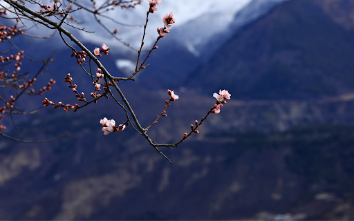 Blossoms and Mountains  from Chrome web store to be run with OffiDocs Chromium online