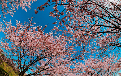 Blossom Serenity  from Chrome web store to be run with OffiDocs Chromium online