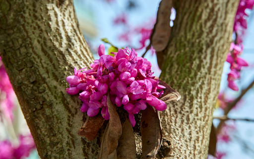 Blossoms on the Bark  from Chrome web store to be run with OffiDocs Chromium online