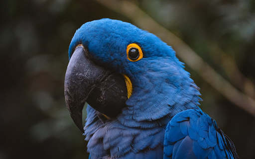 Blue and Yellow Eyed Parrot  from Chrome web store to be run with OffiDocs Chromium online