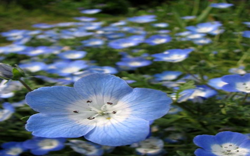 Blue baby flower wallpaper  from Chrome web store to be run with OffiDocs Chromium online