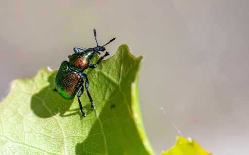 Blue Beetle  from Chrome web store to be run with OffiDocs Chromium online
