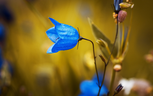 Blue bell flower  from Chrome web store to be run with OffiDocs Chromium online
