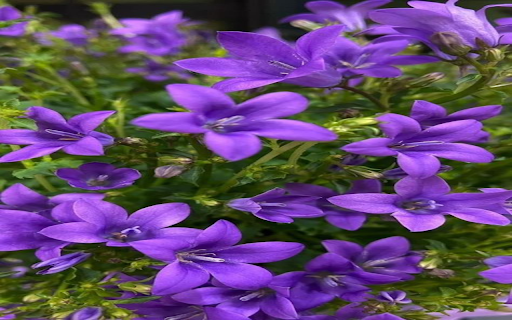 Bluebell Wallpaper  from Chrome web store to be run with OffiDocs Chromium online