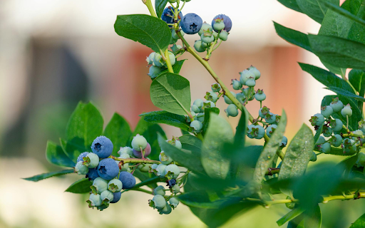 Blueberry tree with lots of fruit  from Chrome web store to be run with OffiDocs Chromium online