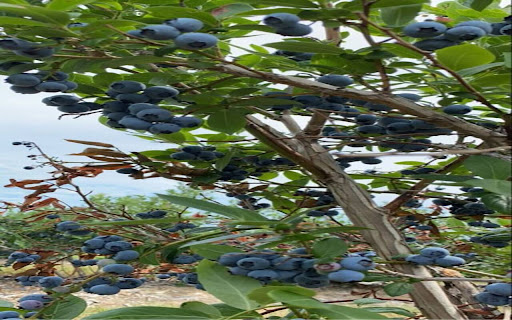 blueberry wallpaper  from Chrome web store to be run with OffiDocs Chromium online