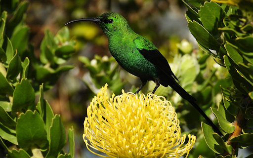 Blue bird and yellow chrysanthemum  from Chrome web store to be run with OffiDocs Chromium online