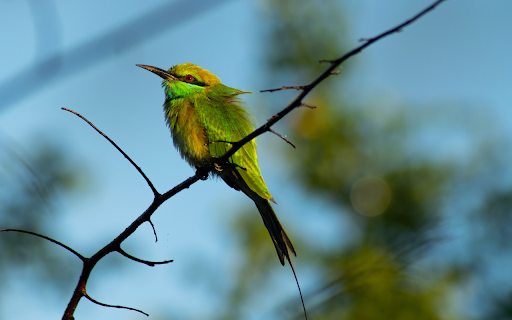 Blue bird with banana hat  from Chrome web store to be run with OffiDocs Chromium online