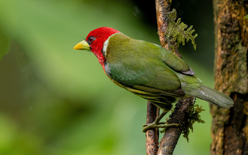 Blue bird with red head  from Chrome web store to be run with OffiDocs Chromium online