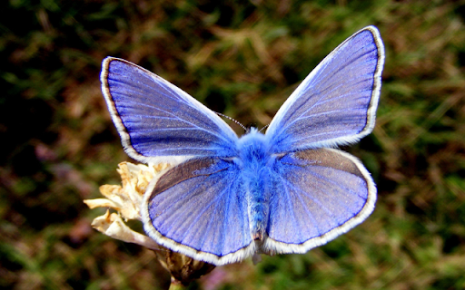 Blue Butterfly on Branch Theme  from Chrome web store to be run with OffiDocs Chromium online