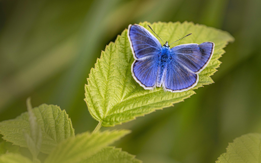 Blue Butterfly on Leaf  from Chrome web store to be run with OffiDocs Chromium online