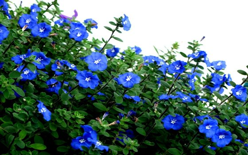 Blue Daze flowers wallpapers  from Chrome web store to be run with OffiDocs Chromium online