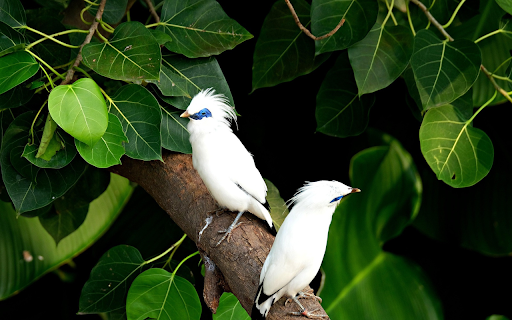 blue eyed birds  from Chrome web store to be run with OffiDocs Chromium online