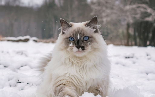 Blue eyed cat from Chrome web store to be run with OffiDocs Chromium online Blue eyed cat from Chrome web store to be run with OffiDocs Chromium online
