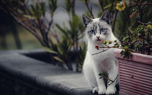 Blue Eyed Garden Cat  from Chrome web store to be run with OffiDocs Chromium online