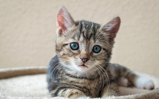 Blue Eyed Kitten  from Chrome web store to be run with OffiDocs Chromium online