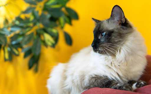 Blue eyed Siamese cat  from Chrome web store to be run with OffiDocs Chromium online