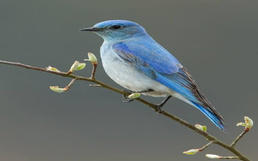 blue feather bird wallpaper  from Chrome web store to be run with OffiDocs Chromium online