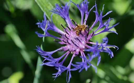 Blue Flower and Bee  from Chrome web store to be run with OffiDocs Chromium online