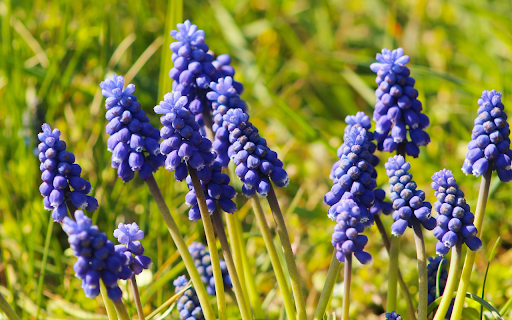 Blue Flower Branch  from Chrome web store to be run with OffiDocs Chromium online