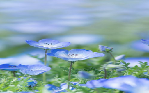 blue Forget me not flower wallpaper  from Chrome web store to be run with OffiDocs Chromium online