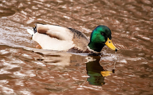 Blue headed duck swimming in the river  from Chrome web store to be run with OffiDocs Chromium online