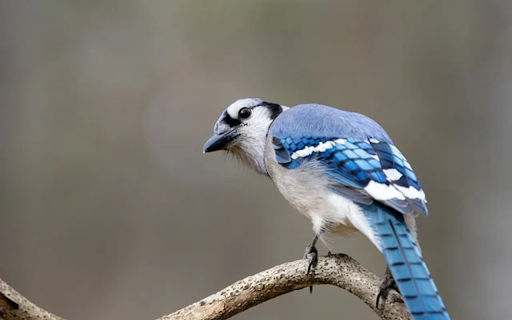 BLUEJAY Theme  from Chrome web store to be run with OffiDocs Chromium online