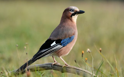 Blue Jay Theme – The Beauty of a Bold and Intelligent Bird  from Chrome web store to be run with OffiDocs Chromium online