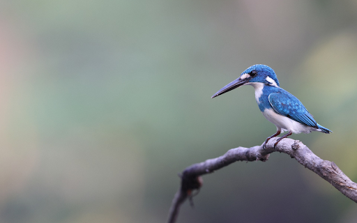 blue kingfisher  from Chrome web store to be run with OffiDocs Chromium online