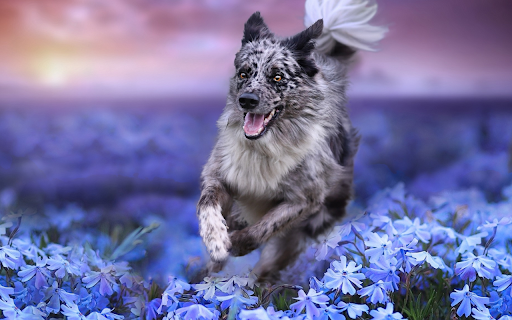 Blue Merle Joy  from Chrome web store to be run with OffiDocs Chromium online