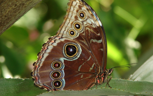 Blue Morpho Butterfly Wings  from Chrome web store to be run with OffiDocs Chromium online