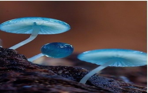 Blue mushroom wallpaper from Chrome web store to be run with OffiDocs Chromium online Blue mushroom wallpaper from Chrome web store to be run with OffiDocs Chromium online