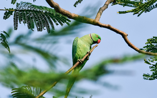 Blue parrot and neckline  from Chrome web store to be run with OffiDocs Chromium online