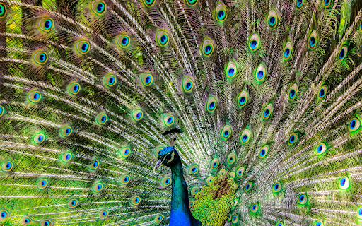 Blue peacock spreads its wings  from Chrome web store to be run with OffiDocs Chromium online
