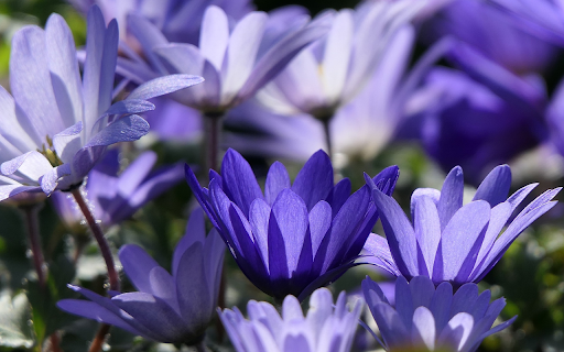 Blue Petals  from Chrome web store to be run with OffiDocs Chromium online
